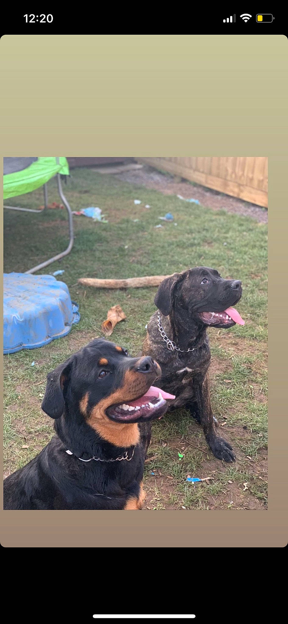 Bugsy is registered to the contest to win money with this photo: canidae, carnivore, collar, companion_dog, dog, dog_breed, dog_collar, grass, guard_dog, gun_dog, happy, hunting_dog, liver, montenegrin_mountain_hound, rottweiler, sporting_group, working_animal, working_dog