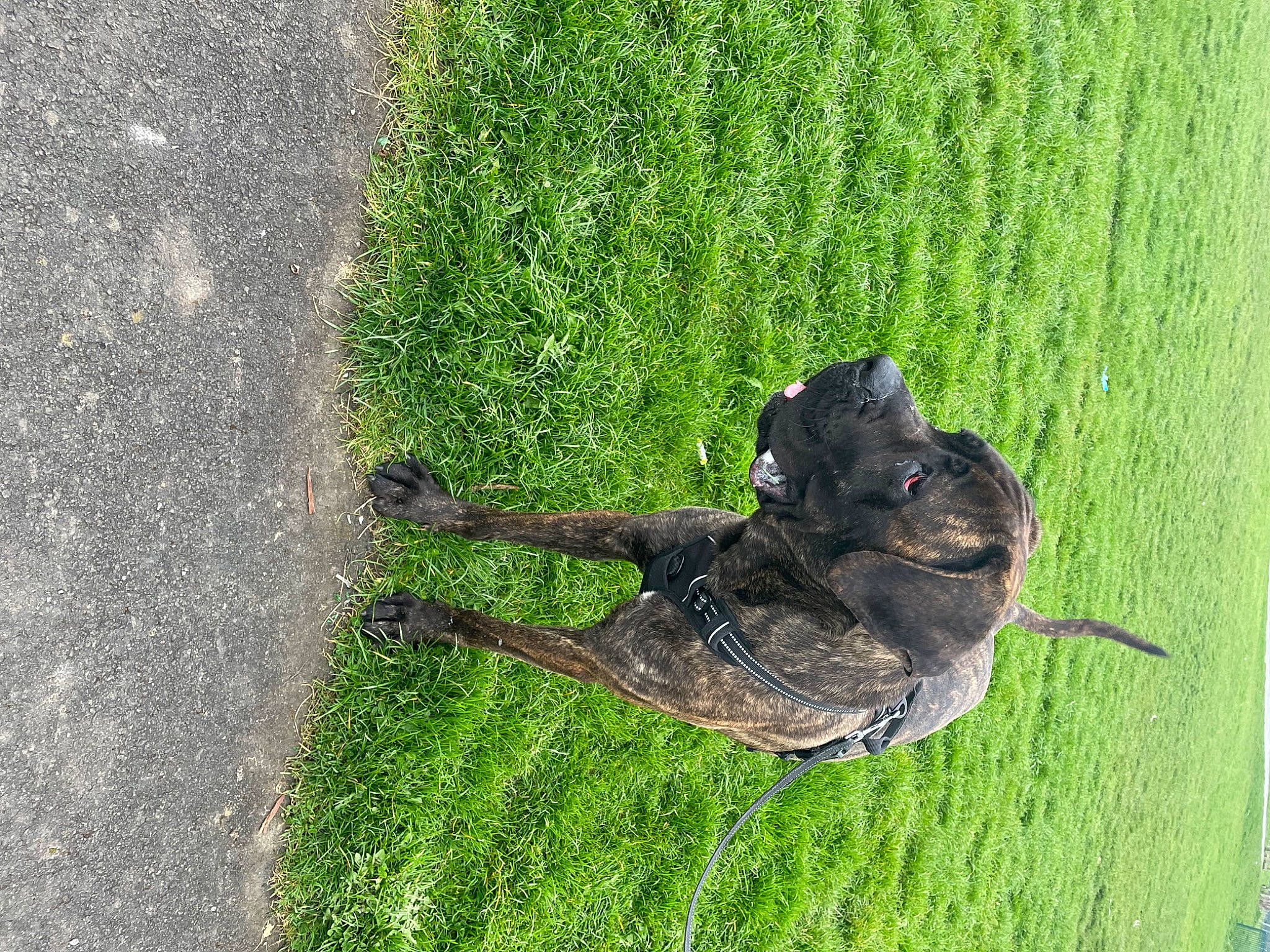 Bugsy joined the competition — help win amazing prizes! carnivore, dog, dog_breed, fawn, grass, grass_family, groundcover, lawn, lawn_mower, plant, shadow, snout, soil, sporting_group, tail, terrestrial_animal, tree, trunk, wood, working_animal