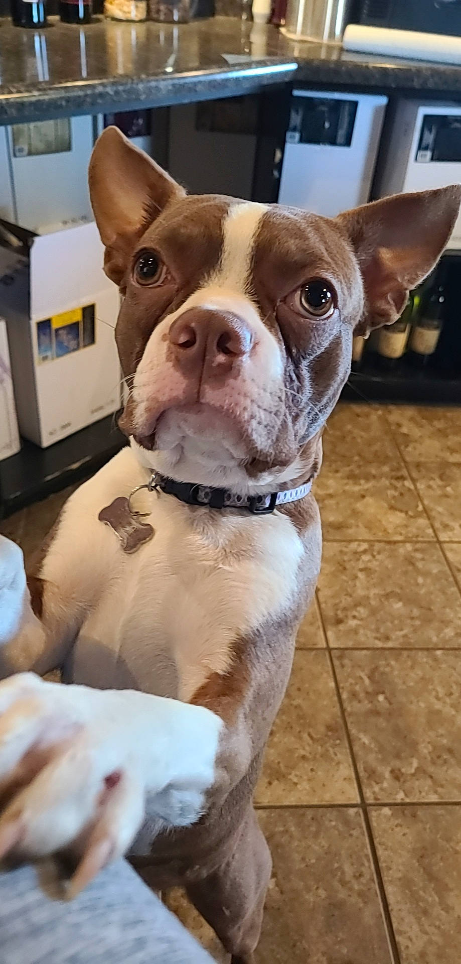 Kylo is registered to the contest to win money with this photo: boston_terrier, canidae, carnivore, collar, companion_dog, dog, dog_breed, dog_collar, dog_supply, ear, fawn, fur, leash, non_sporting_group, pet_supply, snout, sporting_group, toy_dog, whiskers, working_animal