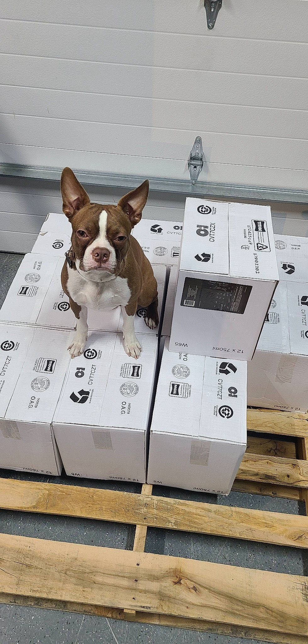 Kylo joined the competition — help win amazing prizes! bulldog, canidae, carnivore, carton, collar, companion_dog, dog, dog_breed, dog_supply, fawn, french_bulldog, gas, machine, pet_supply, snout, sporting_group, terrestrial_animal, toy_dog, whiskers, working_animal
