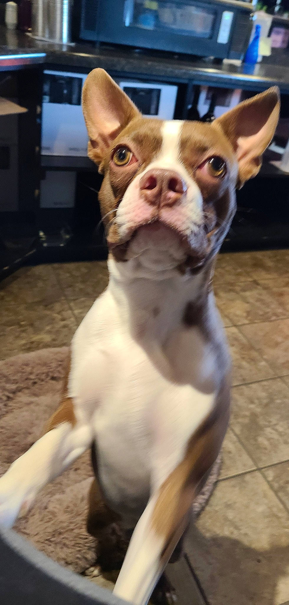 Kylo is registered to the contest to win money with this photo: ancient_dog_breeds, boston_terrier, canidae, carnivore, collar, companion_dog, dog, dog_breed, dog_collar, ear, fawn, head, non_sporting_group, snout, sporting_group, terrestrial_animal, terrier, toy_dog, whiskers, working_animal