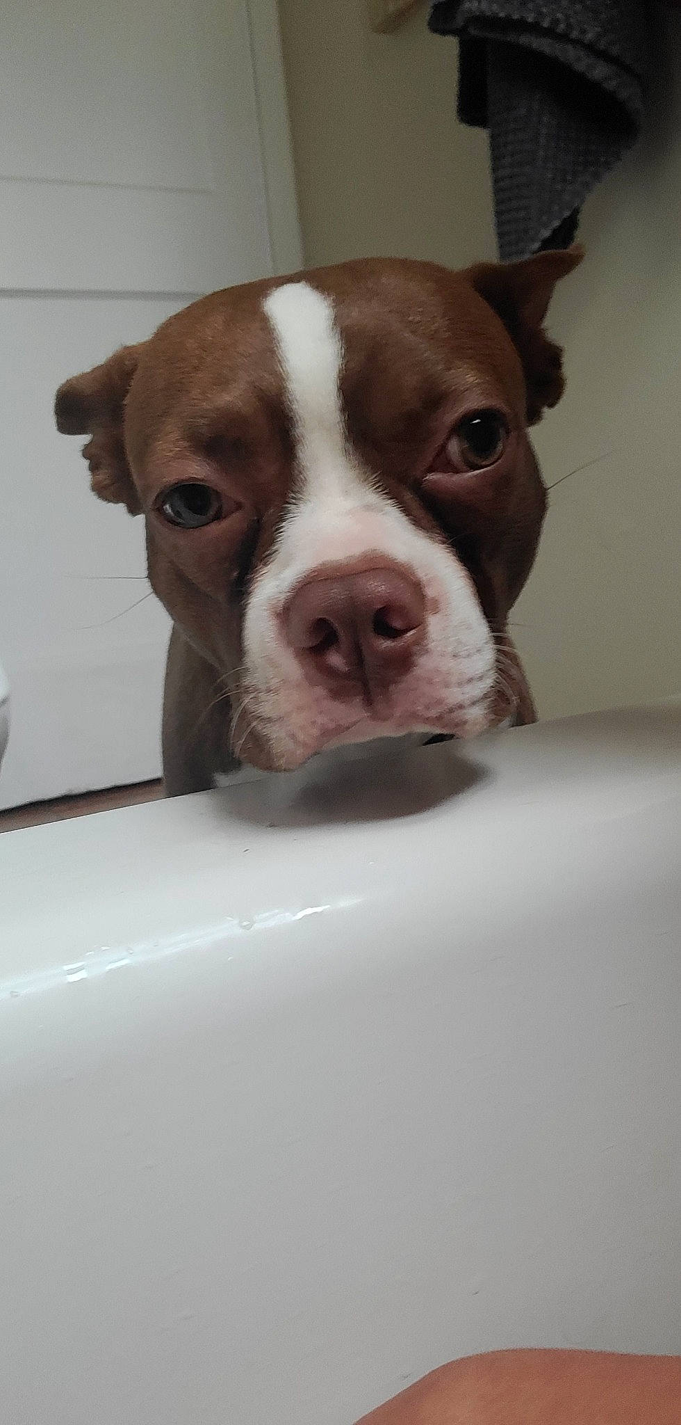 Kylo joined the competition — help win amazing prizes! boston_terrier, canidae, carnivore, companion_dog, dog, dog_breed, ear, fawn, fur, non_sporting_group, snout, sporting_group, terrestrial_animal, whiskers, windshield, working_animal