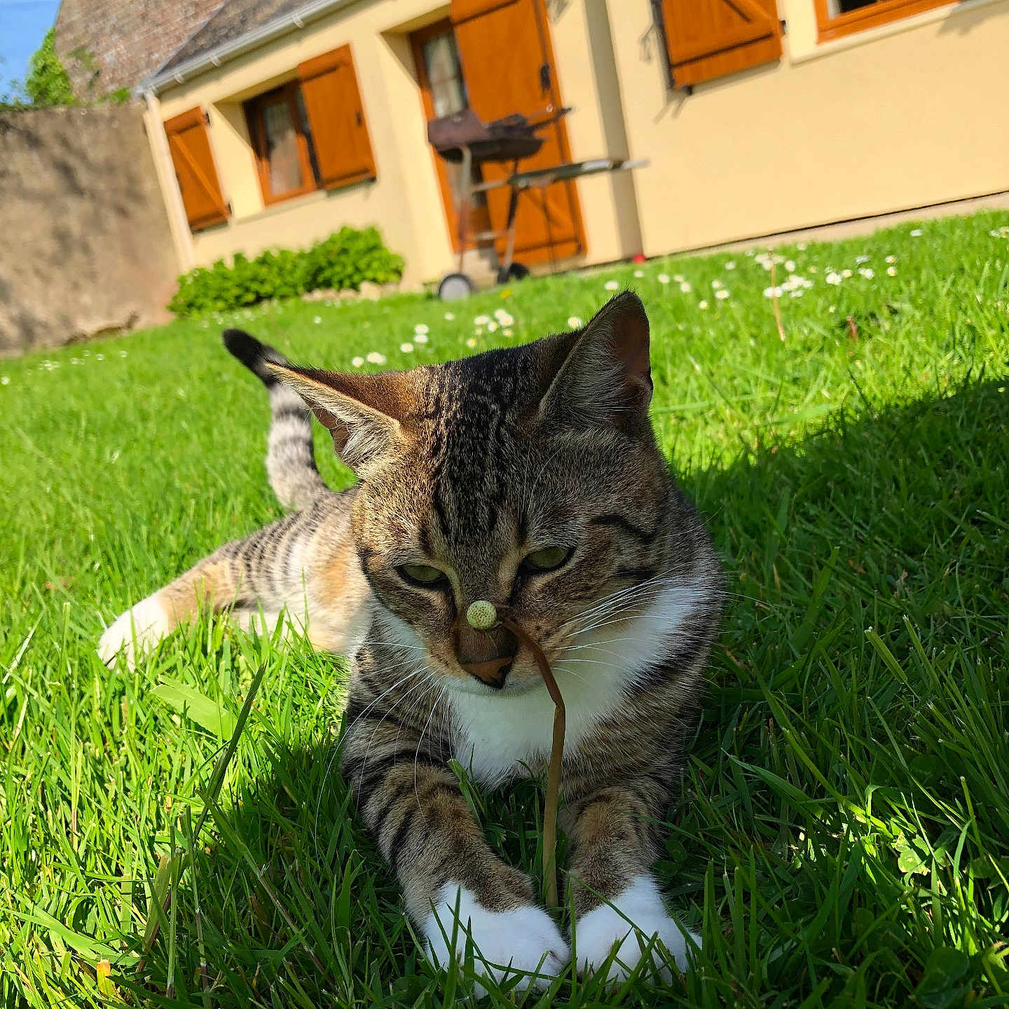 Mimine a rejoint le concours — aidez-le/la à gagner de superbes lots ! animal, architecture, backyard, building, field, grass, grassland, green, herbal, herbs, house, housing, lawn, nature, outdoors, plant, pottedplant, shelter, villa, yard