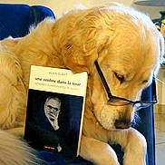 Patafix participe au concours pour gagner de l'argent avec cette photo : dog, golden_retriever, glasses, book, reading, indoor, furniture, chair, animal, pet, cute, portrait, mammal, canine, leisure, closeup, brown, fur, face, resting