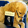 dog, golden_retriever, glasses, book, reading, indoor, furniture, chair, animal, pet, cute, portrait, mammal, canine, leisure, closeup, brown, fur, face, resting