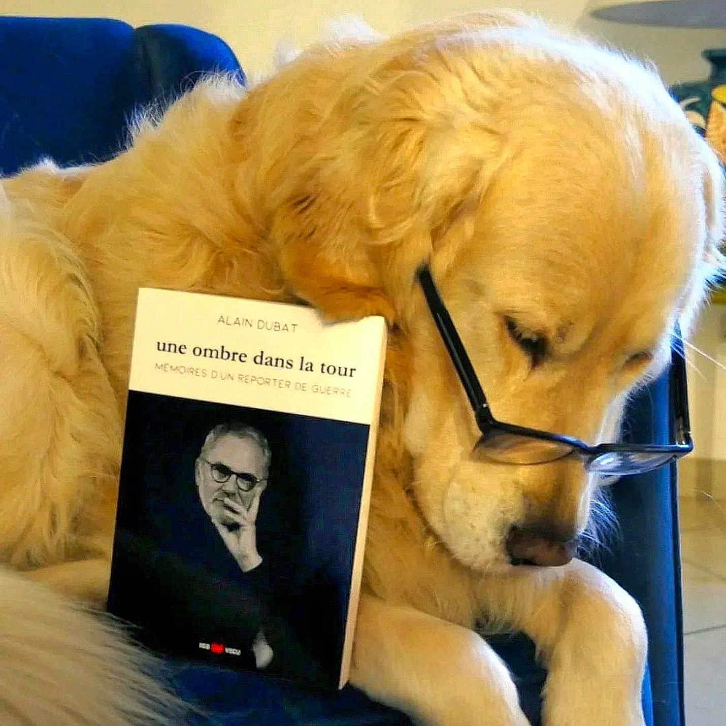 Patafix participe au concours pour gagner de l'argent avec cette photo : dog, golden_retriever, glasses, book, reading, indoor, furniture, chair, animal, pet, cute, portrait, mammal, canine, leisure, closeup, brown, fur, face, resting