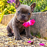 Blue Lesteven a rejoint le concours — aidez-le/la à gagner de superbes lots ! dog, puppy, french_bulldog, pet, animal, sitting, flower, pink_flower, garden, outdoor, portrait, close_up, blue_eyes, ears, short_hair, gray_fur, gravel, plants, colorful, cute