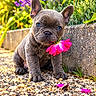 dog, puppy, french_bulldog, pet, animal, sitting, flower, pink_flower, garden, outdoor, portrait, close_up, blue_eyes, ears, short_hair, gray_fur, gravel, plants, colorful, cute