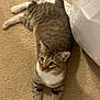 animal, bedspread, carpet, cat, curious, domestic, ears, feline, four_legs, household, indoor, looking_up, pet, relaxed, striped, tabby, tail, whiskers, white_chest, white_paws