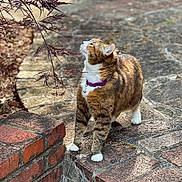 Mimi joined the competition — help win amazing prizes! cat, tabby_cat, purple_collar, brick_wall, stone_pathway, plant, leaves, outdoor, sunlight, curious, pet, feline, nature, garden, closeup, walking, mammal, animal, daylight, exploring