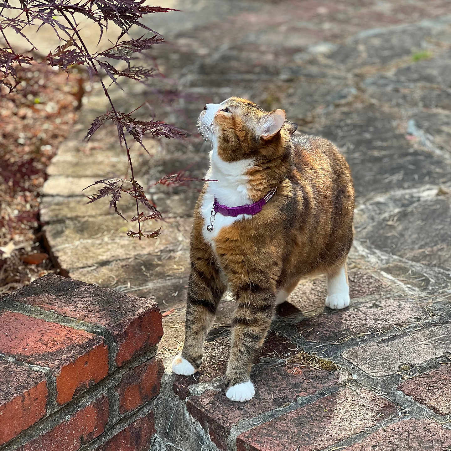 Mimi joined the competition — help win amazing prizes! cat, tabby_cat, purple_collar, brick_wall, stone_pathway, plant, leaves, outdoor, sunlight, curious, pet, feline, nature, garden, closeup, walking, mammal, animal, daylight, exploring