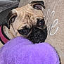 Minnie is registered to the contest to win money with this photo: animal, beige, close_up, collar, couch, cozy, cute, dog, ears, face, fluffy, fur, heart_shaped, indoor, pet, pillow, pug, purple, resting, whiskers