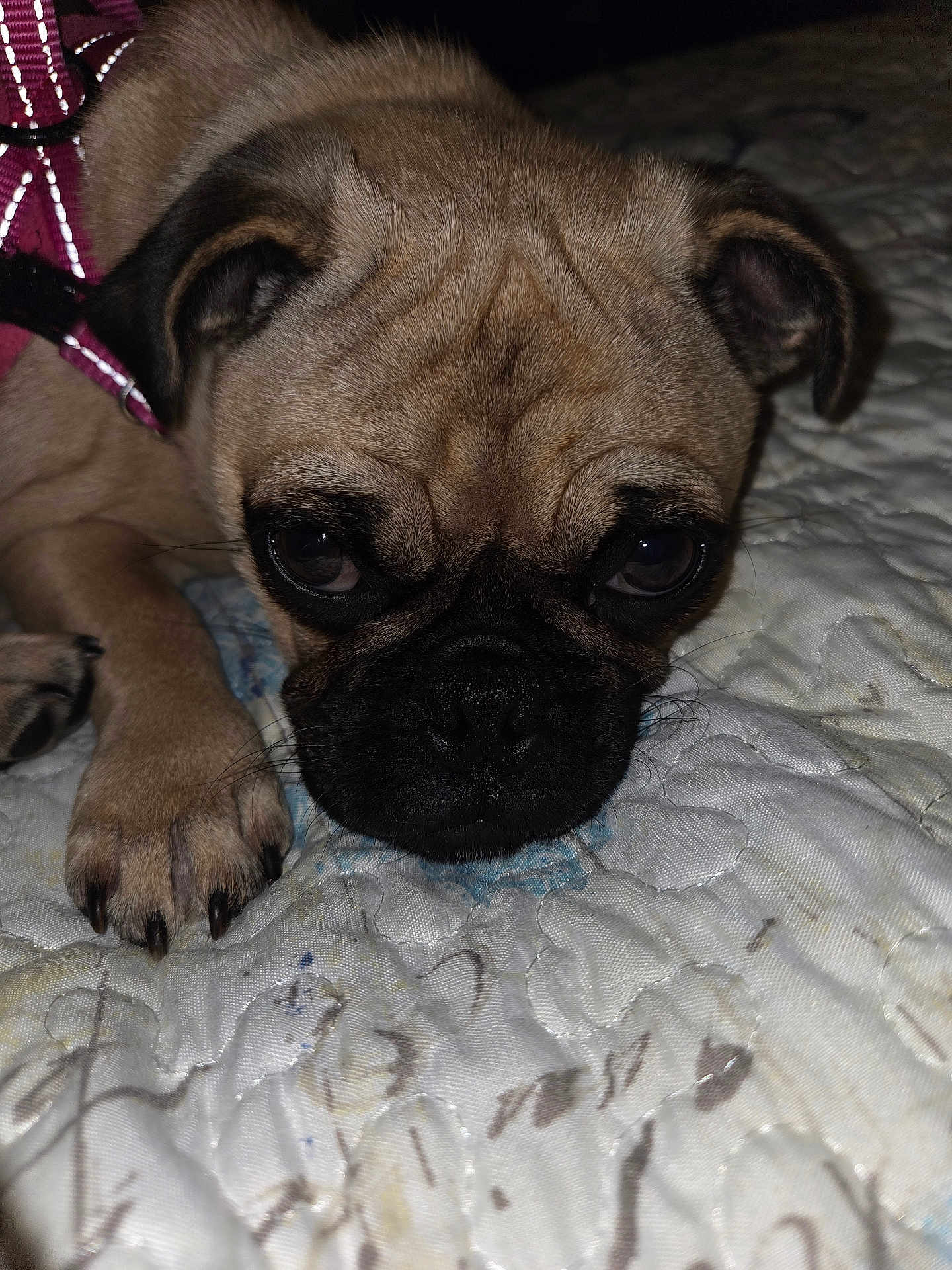 Minnie
