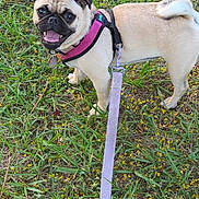 Minnie joined the competition — help win amazing prizes! animal, canine, cute, daylight, dog, face, fur, grass, happy, harness, leash, nature, outdoor, pet, playful, pug, small_dog, smiling, tail, yellow_flowers