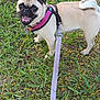 animal, canine, cute, daylight, dog, face, fur, grass, happy, harness, leash, nature, outdoor, pet, playful, pug, small_dog, smiling, tail, yellow_flowers