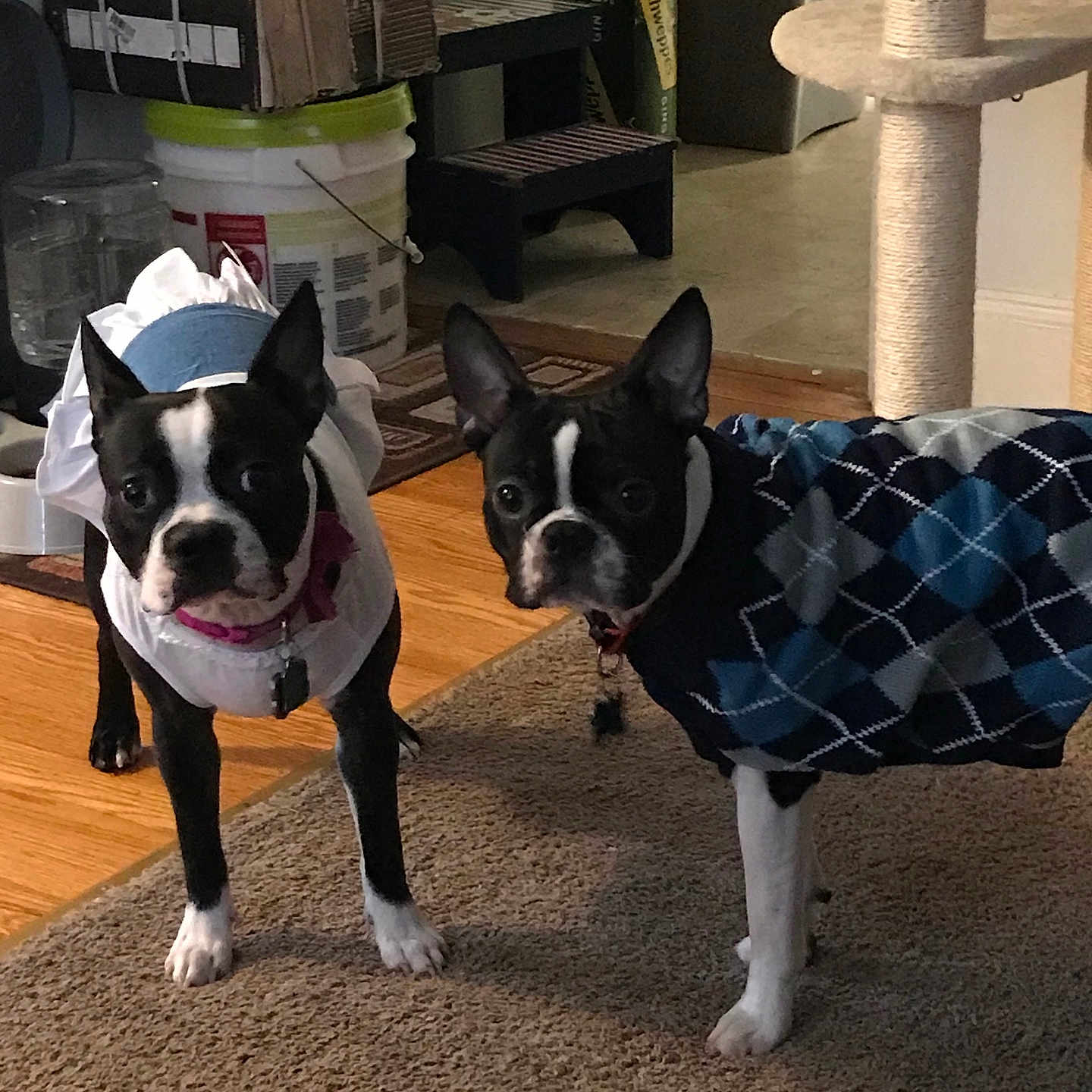Sophie And Niko
