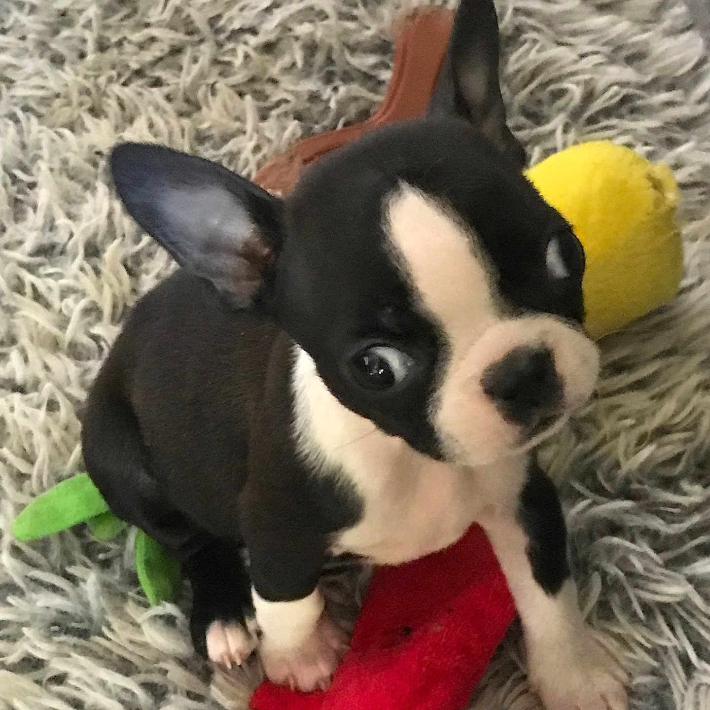 Maverick