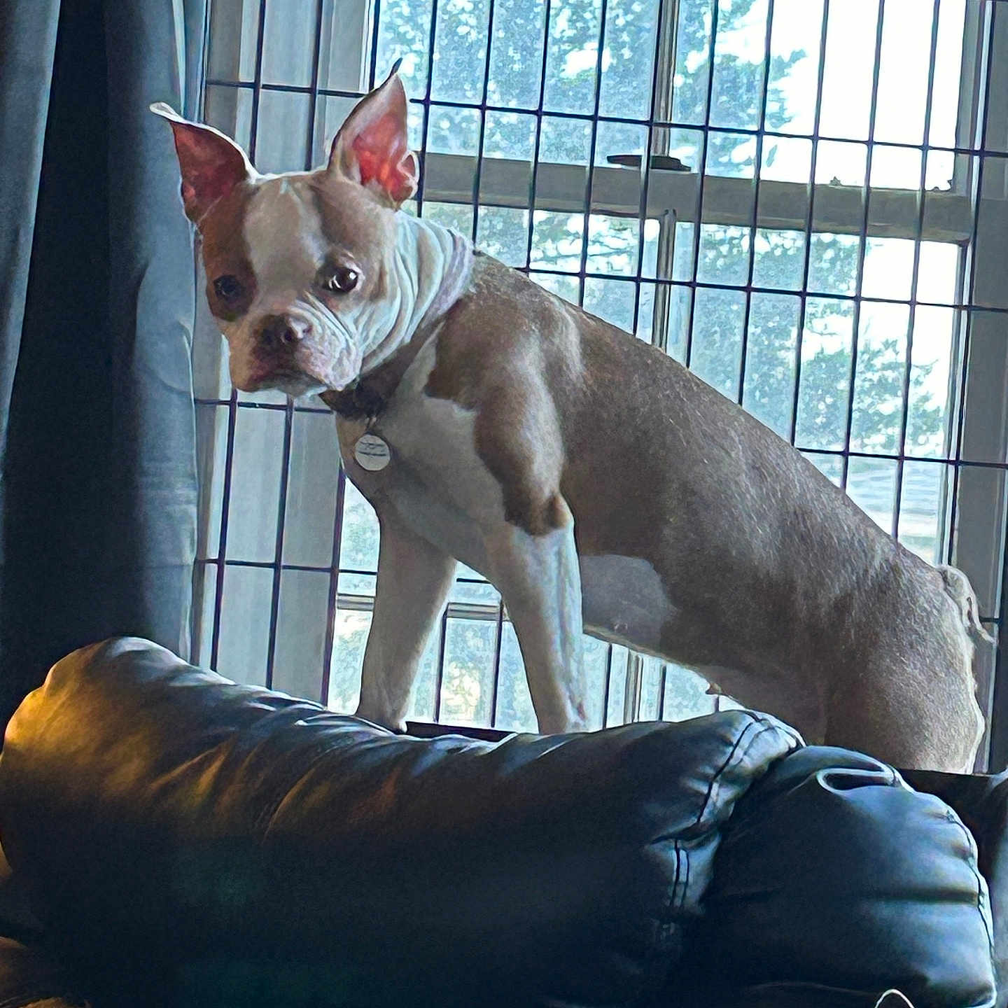 Bella Boo is registered to the contest to win money with this photo: adult, animal, bostonbull, bulldog, canine, chair, chihuahua, couch, den, dog, frenchbulldog, furniture, homedecor, indoors, male, man, person, pet, pitbull, puppy
