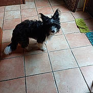 Crapouillot a rejoint le concours — aidez-le/la à gagner de superbes lots ! animal, black_and_white, companion, cozy, curious, dog, domestic, door, ears, floor, fur, home, indoor, looking_up, mat, pet, quiet, standing, tail, tile_floor