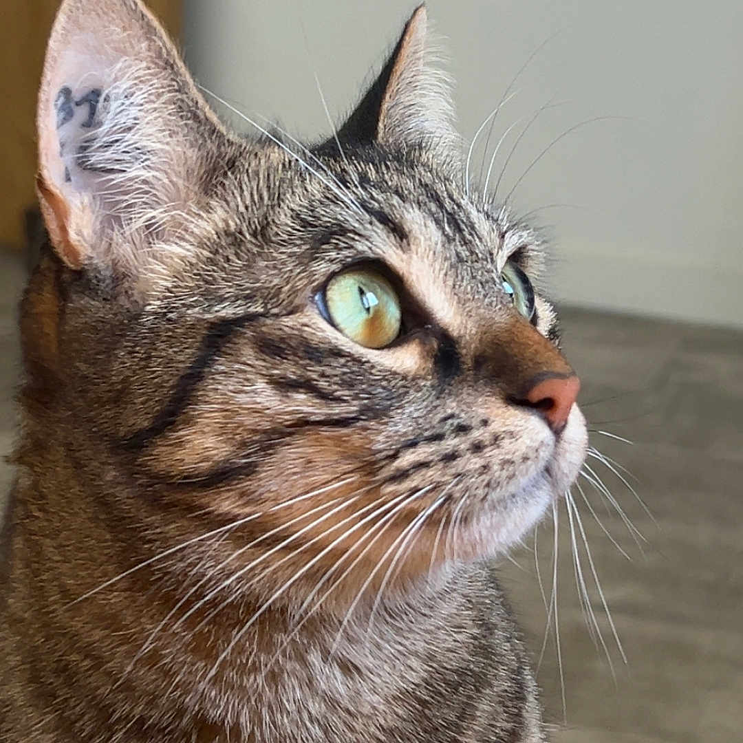 Moshi a rejoint le concours — aidez-le/la à gagner de superbes lots ! animal, background_blur, cat, close_up, cute, domestic_cat, ears, feline, focused, fur, green_eyes, indoor, looking_away, muzzle, pet, portrait, side_profile, soft_light, tabby, whiskers