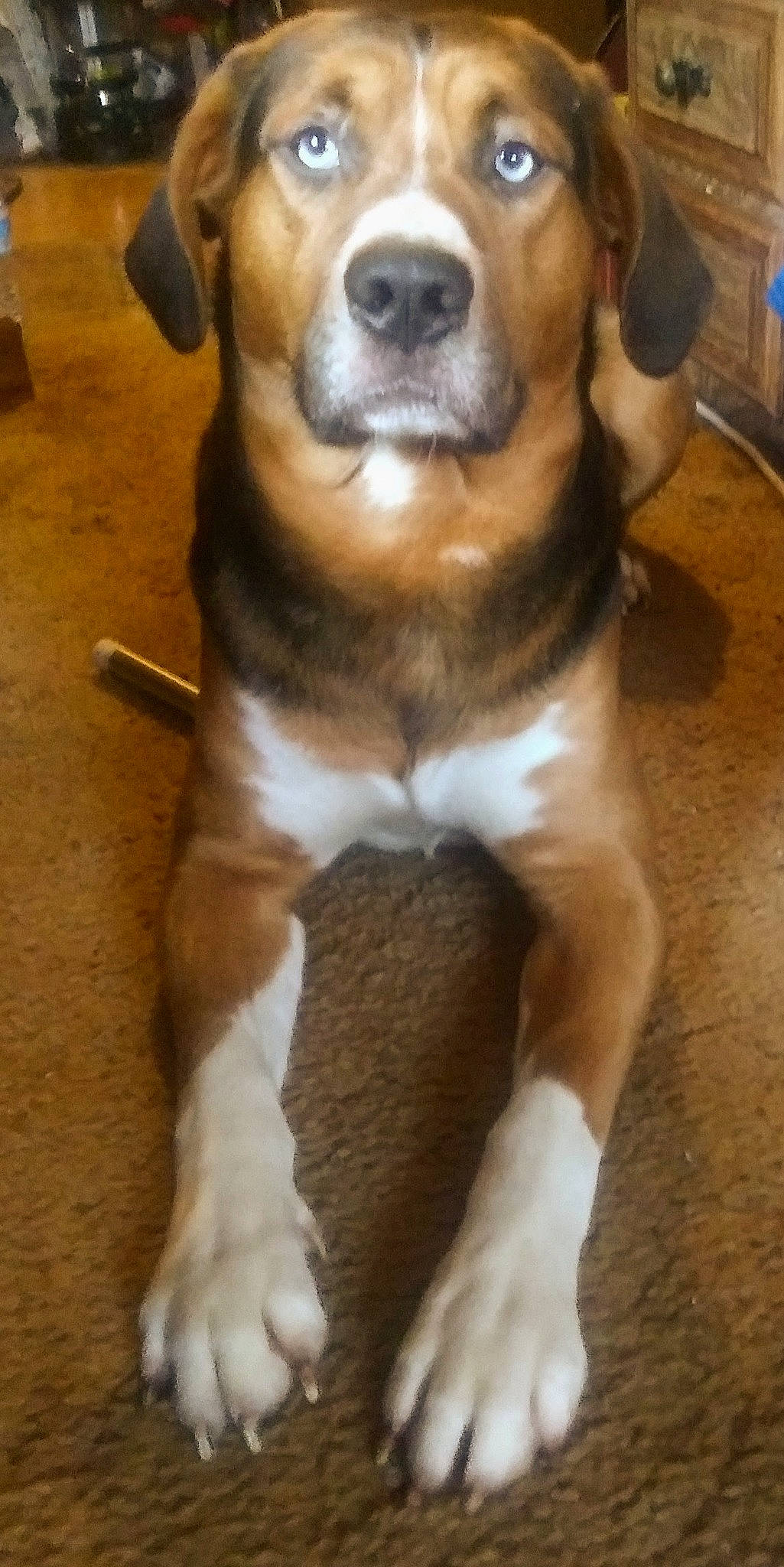 Blu joined the competition — help win amazing prizes! beagle, carnivore, companion_dog, dog, dog_breed, flooring, fur, guard_dog, hound, paw, puggle, scent_hound, snout, street_dog, tail, terrestrial_animal, whiskers, wood, working_animal, working_dog