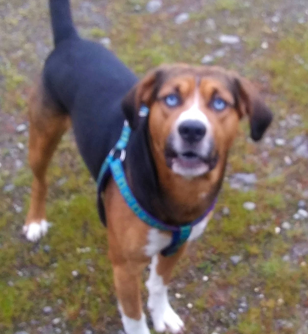 Blu is registered to the contest to win money with this photo: beagle, canidae, carnivore, collar, companion_dog, dog, dog_breed, dog_collar, fawn, grass, hound, mammal, pet_supply, plant, scent_hound, sporting_group, toy, vertebrate, working_animal, working_dog