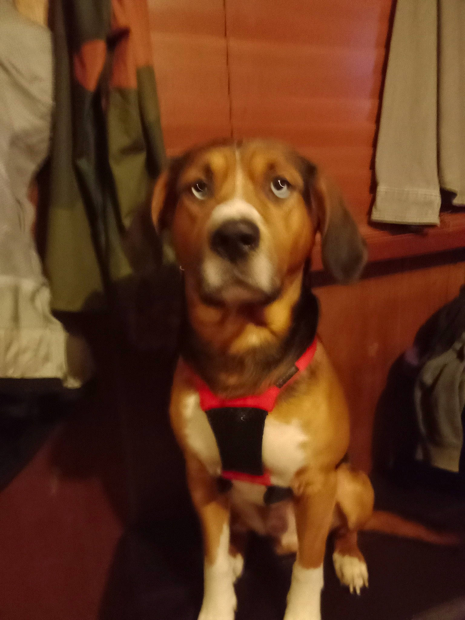 Bleau is registered to the contest to win money with this photo: beagle, carnivore, collar, companion_dog, dog, dog_breed, dog_clothes, dog_collar, dog_supply, fashion_accessory, fawn, fur, hound, leash, liver, personal_protective_equipment, pet_supply, scent_hound, tail, working_animal