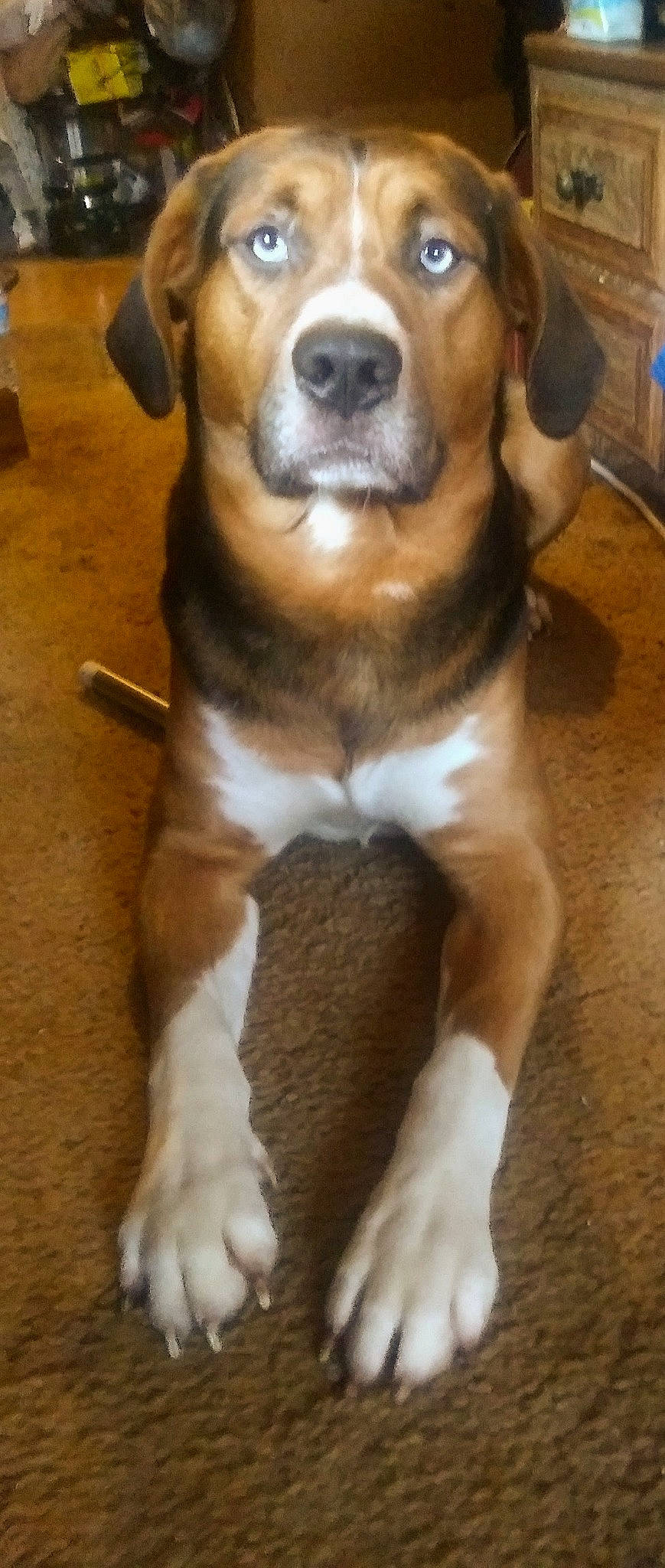 Blue Sky is registered to the contest to win money with this photo: beagle, carnivore, companion_dog, dog, dog_breed, flooring, fur, guard_dog, hound, paw, puggle, scent_hound, snout, street_dog, tail, terrestrial_animal, whiskers, wood, working_animal, working_dog