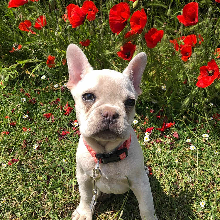Kiara a rejoint le concours — aidez-le/la à gagner de superbes lots ! anemone, animal, bulldog, canine, dog, flower, frenchbulldog, geranium, grass, herbal, herbs, leaf, pet, petal, plant, poppy, puppy, rose, vegetation, whitedog