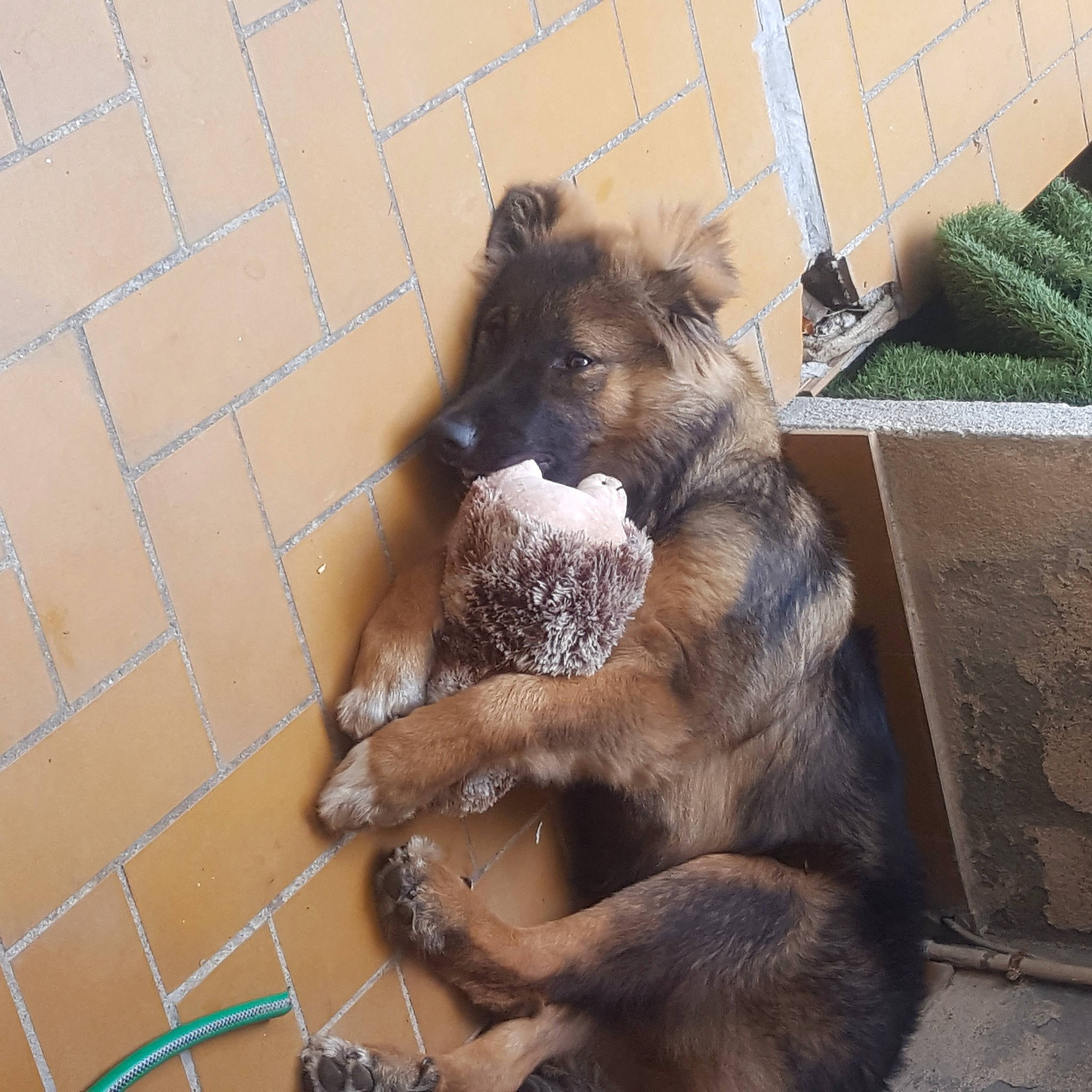 Taiwan a rejoint le concours — aidez-le/la à gagner de superbes lots ! animal_shelter, big_cats, canidae, carnivore, companion_dog, dog, dog_breed, dog_supply, fawn, felidae, fence, fur, german_shepherd_dog, mesh, pet_supply, snout, sporting_group, street_dog, terrestrial_animal, working_animal