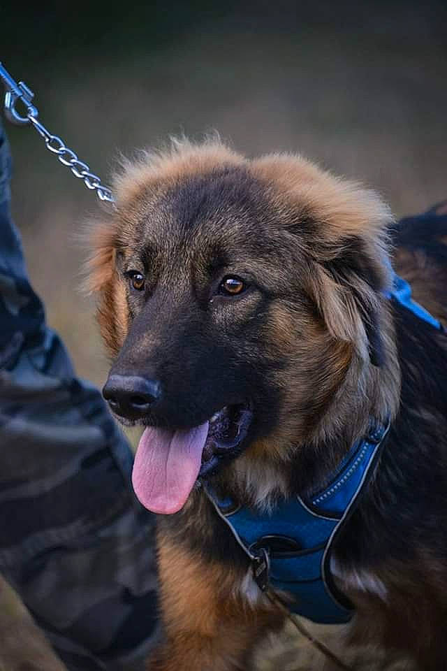 Taiwan a rejoint le concours — aidez-le/la à gagner de superbes lots ! canidae, carnivore, collar, companion_dog, dog, dog_breed, dog_collar, electric_blue, event, fawn, fur, german_shepherd_dog, guard_dog, old_german_shepherd_dog, snout, sporting_group, terrestrial_animal, whiskers, working_animal, working_dog