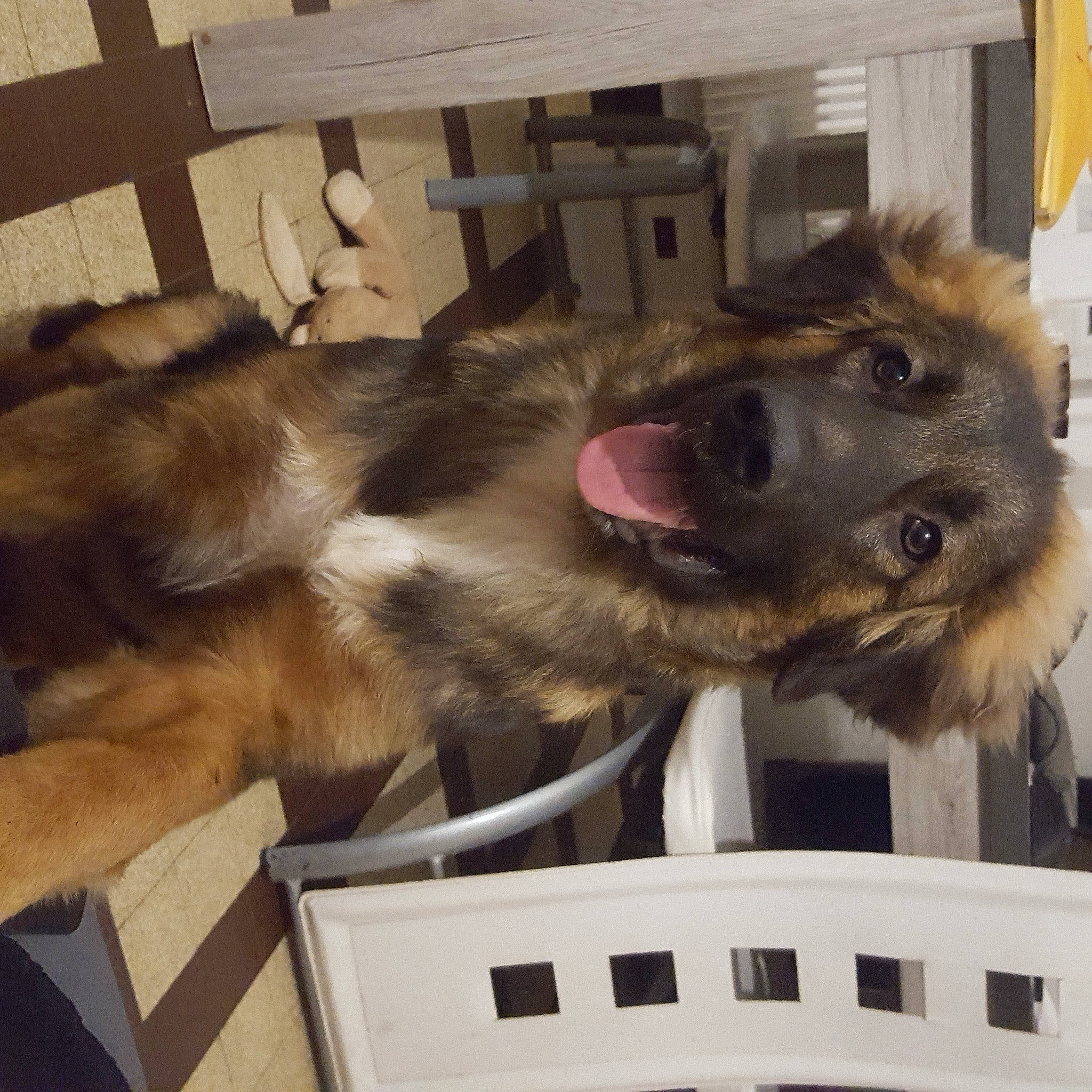 Taiwan participe au concours pour gagner de l'argent avec cette photo : canidae, carnivore, collar, companion_dog, dog, dog_breed, fawn, felidae, fur, giant_dog_breed, liver, old_german_shepherd_dog, paw, small_to_medium_sized_cats, snout, sporting_group, vertebrate, whiskers, wood, working_animal