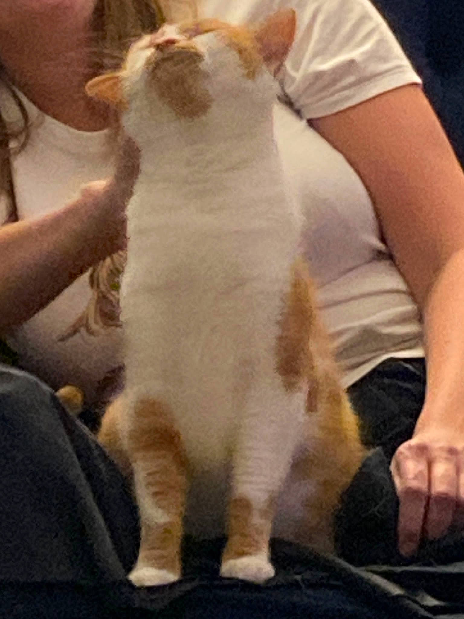 Amber is registered to the contest to win money with this photo: carnivore, cat, claw, comfort, companion_dog, domestic_short_haired_cat, elbow, fawn, felidae, formal_wear, fur, gesture, human_leg, sleeve, small_to_medium_sized_cats, snout, t_shirt, tail, terrestrial_animal, whiskers