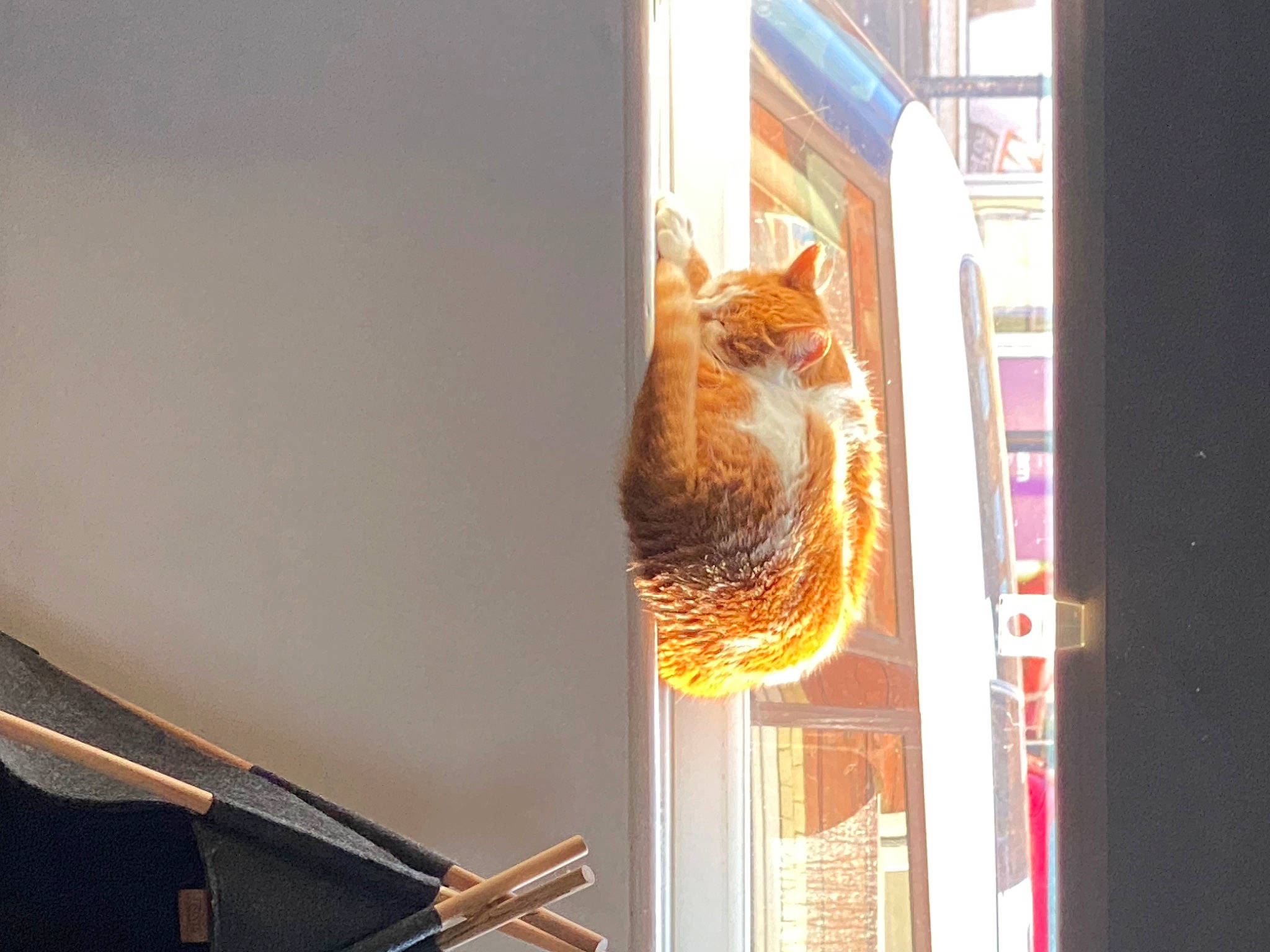 Amber joined the competition — help win amazing prizes! art, building, cat, door, felidae, glass, home_accessories, house, metal, owl, plant, small_to_medium_sized_cats, tail, tints_and_shades, tower, tree, whiskers, window, window_covering, wood