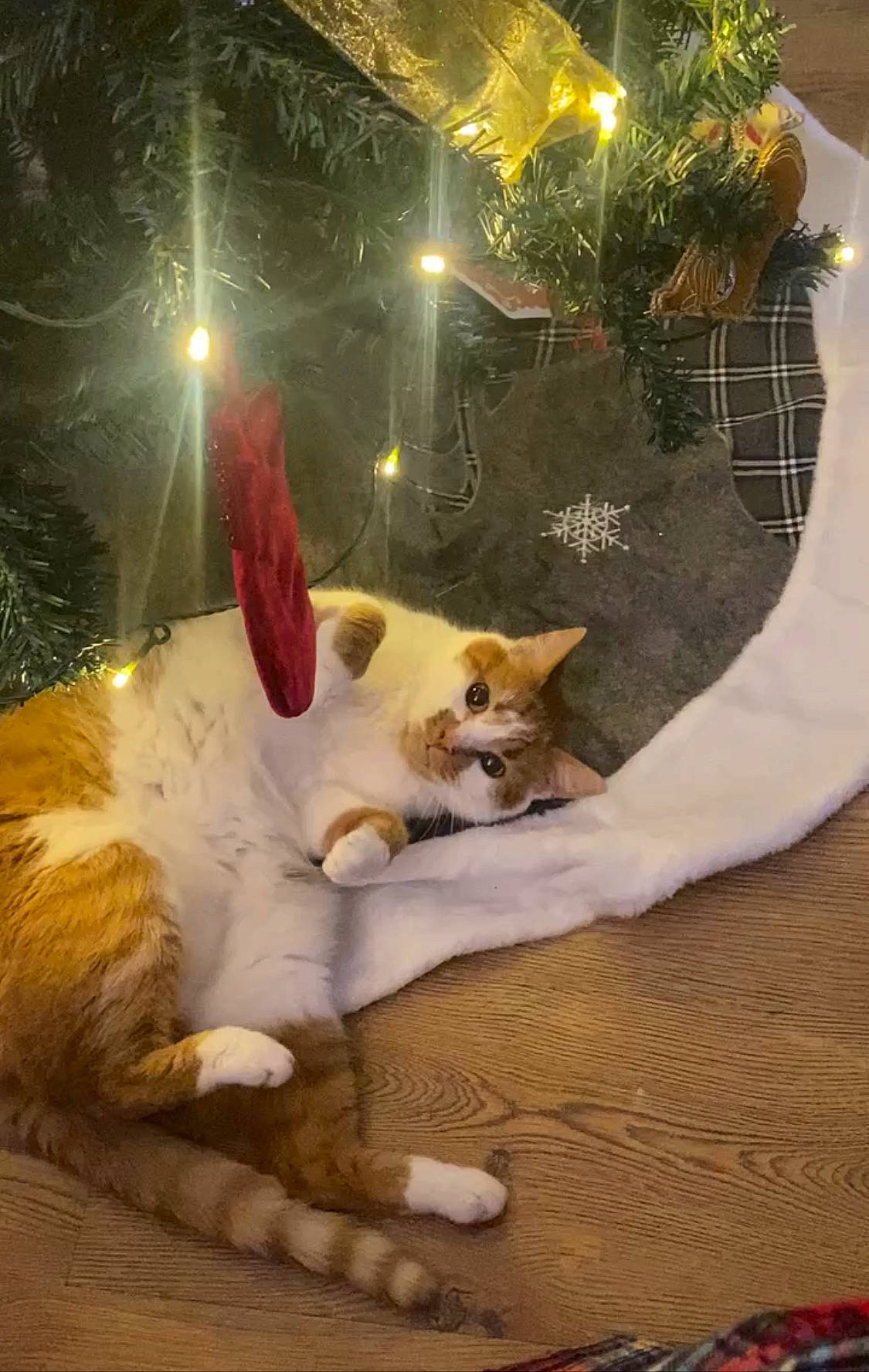 Amber joined the competition — help win amazing prizes! carnivore, cat, christmas, christmas_decoration, christmas_eve, christmas_ornament, domestic_short_haired_cat, event, fawn, felidae, fur, holiday, lap, ornament, paw, small_to_medium_sized_cats, tail, tree, whiskers, wood