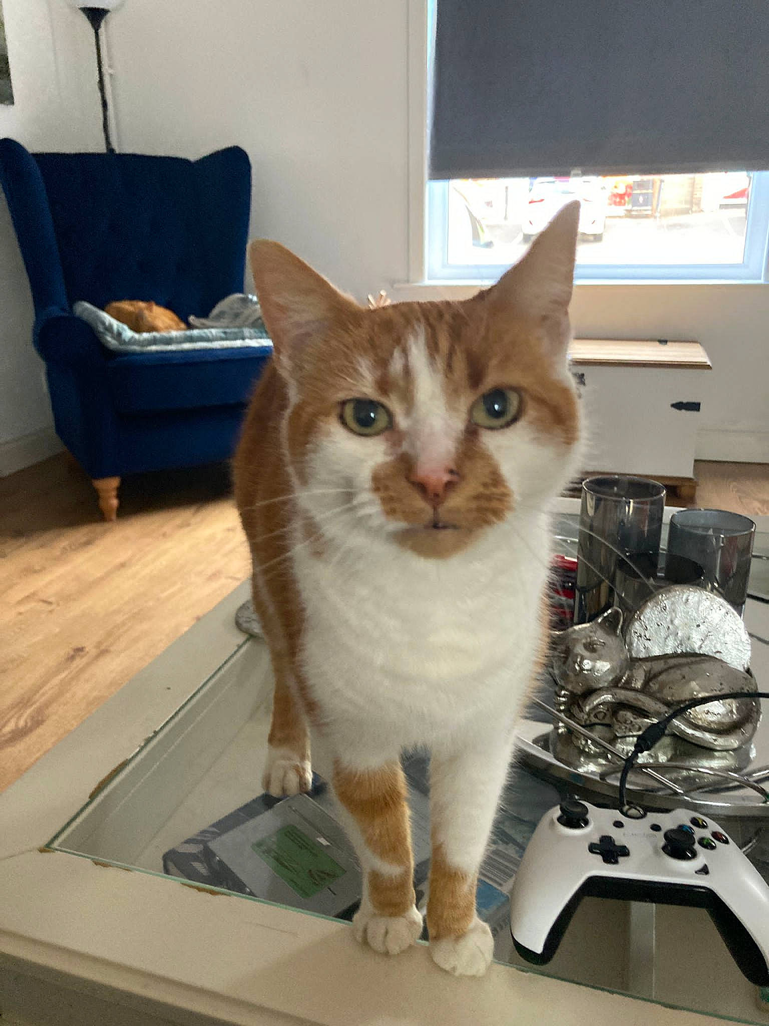 Amber is registered to the contest to win money with this photo: box, carnivore, cat, computer_keyboard, computer_monitor, domestic_short_haired_cat, felidae, fur, home_appliance, input_device, kitchen_appliance, peripheral, room, small_to_medium_sized_cats, snout, tail, television, whiskers, window, wood