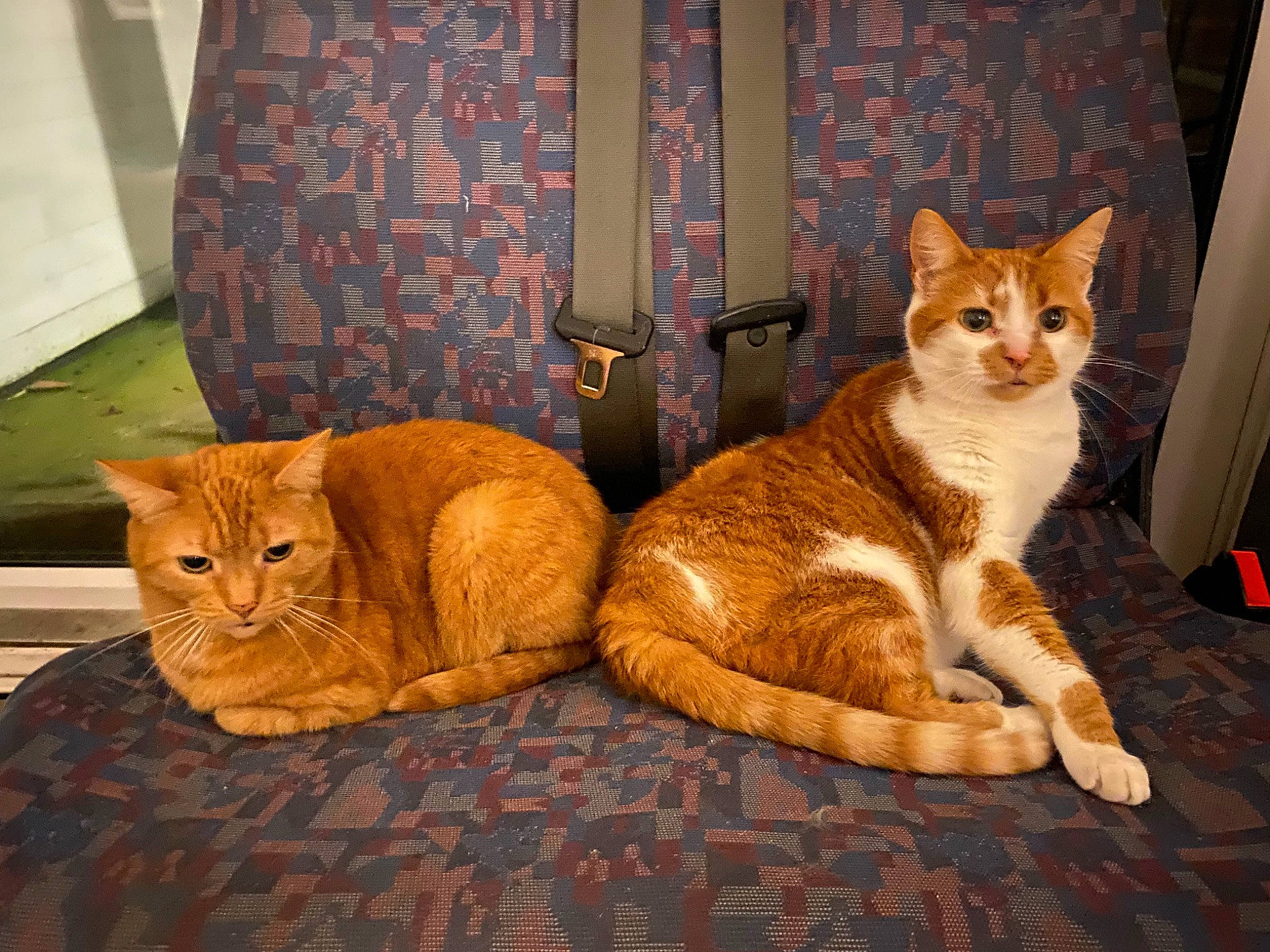 Squeaky joined the competition — help win amazing prizes! brown, carnivore, cat, comfort, curtain, domestic_short_haired_cat, fawn, felidae, flooring, fur, hardwood, linens, pattern, paw, small_to_medium_sized_cats, snout, tail, tree, whiskers, wood