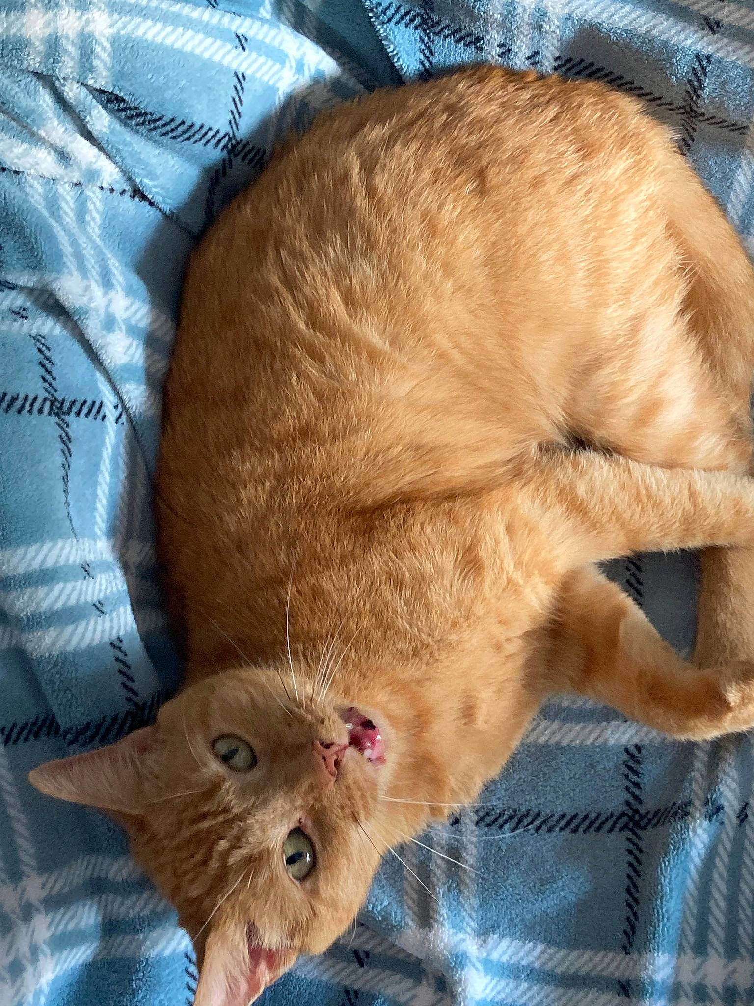 Squeaky is registered to the contest to win money with this photo: carnivore, cat, claw, comfort, domestic_short_haired_cat, fawn, felidae, fur, paw, small_to_medium_sized_cats, snout, tail, whiskers