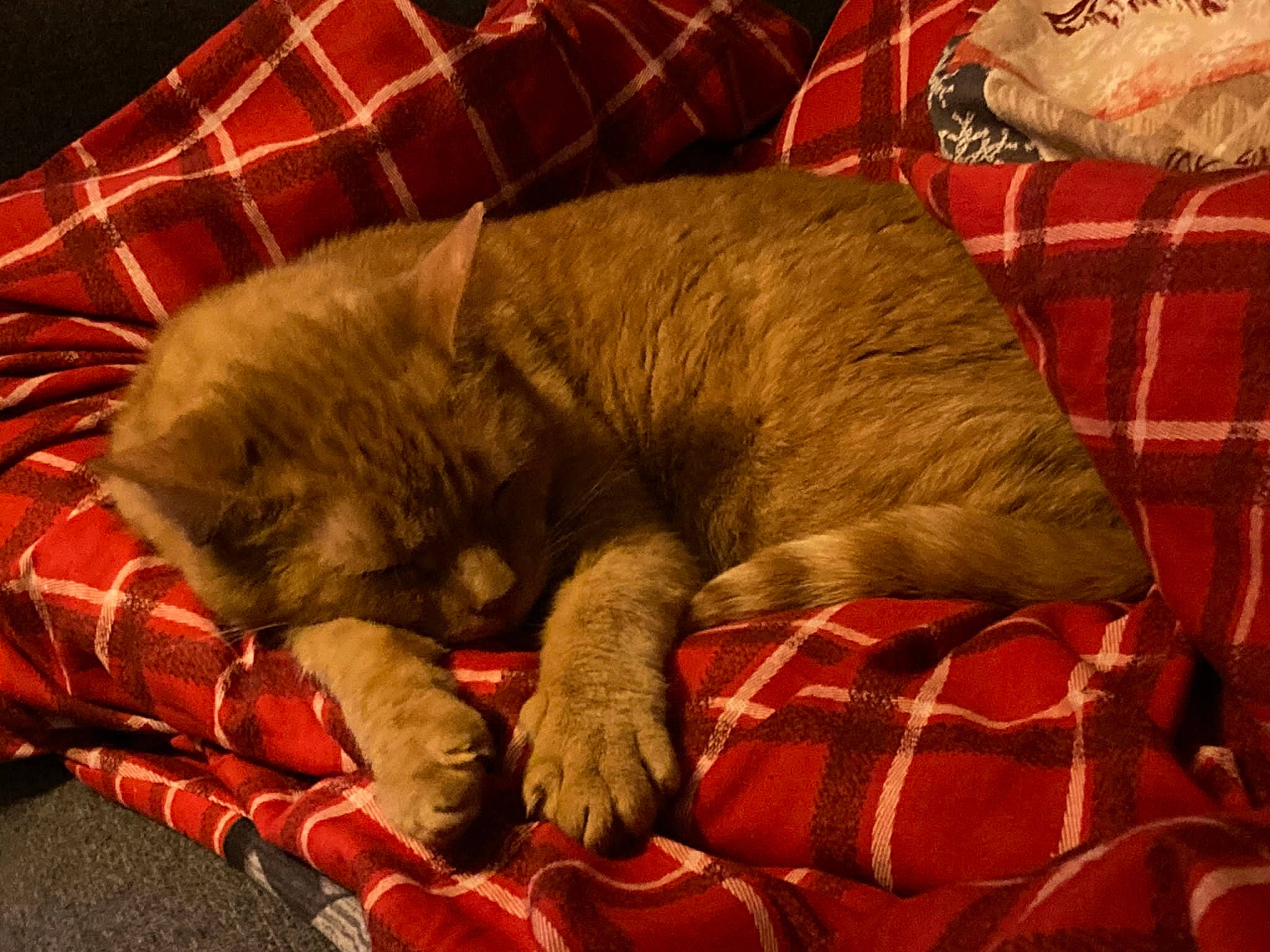 Squeaky joined the competition — help win amazing prizes! carnivore, cat, claw, comfort, dog_breed, domestic_short_haired_cat, felidae, fur, linens, pattern, paw, plaid, red, room, small_to_medium_sized_cats, tail, tartan, terrestrial_animal, textile, whiskers