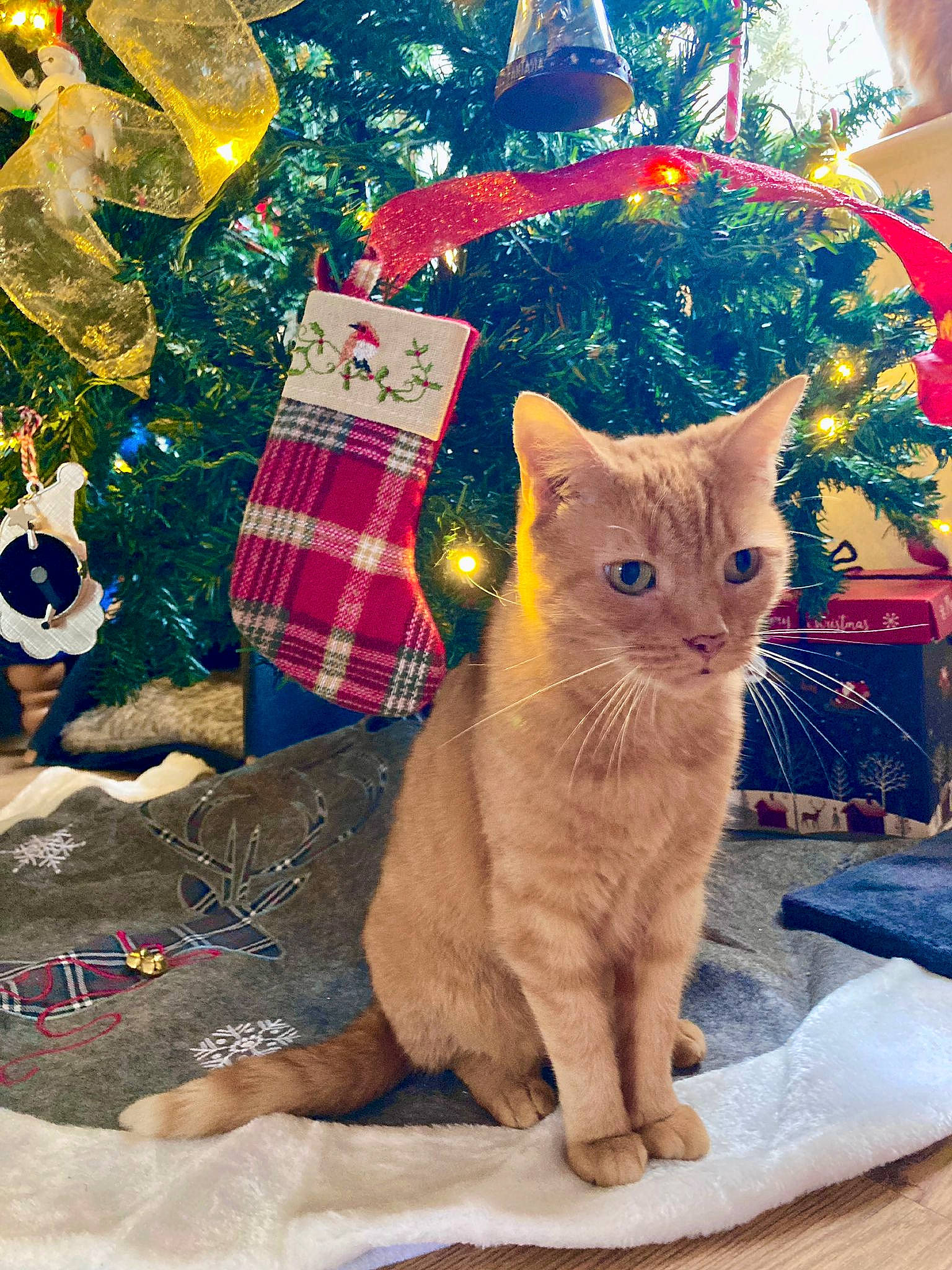 Squeaky joined the competition — help win amazing prizes! carnivore, cat, christmas_decoration, christmas_ornament, christmas_tree, domestic_short_haired_cat, event, fawn, felidae, fur, holiday, holiday_ornament, ornament, pattern, paw, pet_supply, small_to_medium_sized_cats, snout, tail, whiskers