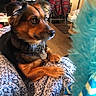 Samantha Jae joined the competition — help win amazing prizes! dog, pet, canine, fluffy, brown_fur, black_fur, white_fur, long_hair, pointed_ears, brown_eyes, collar, dog_tag, lying_down, paws, blanket, indoors, living_room, furniture, feathered_object, portrait