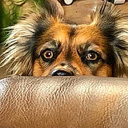 Samantha Jae joined the competition — help win amazing prizes! dog, pet, animal, face, eyes, ears, fur, fluffy, scruffy, brown, black, tan, curious, alert, peeking, portrait, indoors, sofa, furniture, close_up