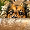 dog, pet, animal, face, eyes, ears, fur, fluffy, scruffy, brown, black, tan, curious, alert, peeking, portrait, indoors, sofa, furniture, close_up