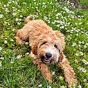 Rosie joined the competition — help win amazing prizes! dog, grass, flower, daisy, outdoor, pet, canine, nature, greenery, smiling, cute, fur, animal, playful, field, summer, happy, closeup, friendly, lying_down