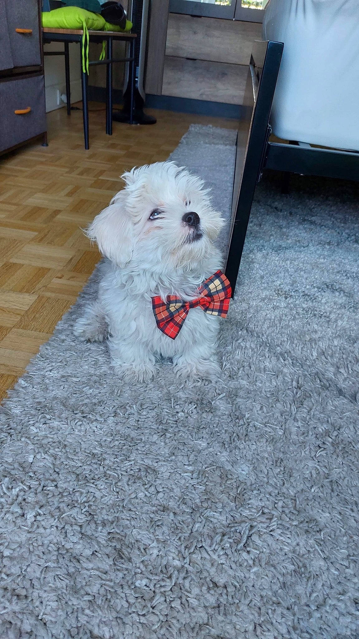 Tatooine participe au concours pour gagner de l'argent avec cette photo : bichon, cabinetry, carnivore, collar, companion_dog, dog, dog_breed, dog_collar, floor, flooring, fur, road_surface, sidewalk, small_terrier, sporting_group, tail, terrier, toy_dog, white, working_animal