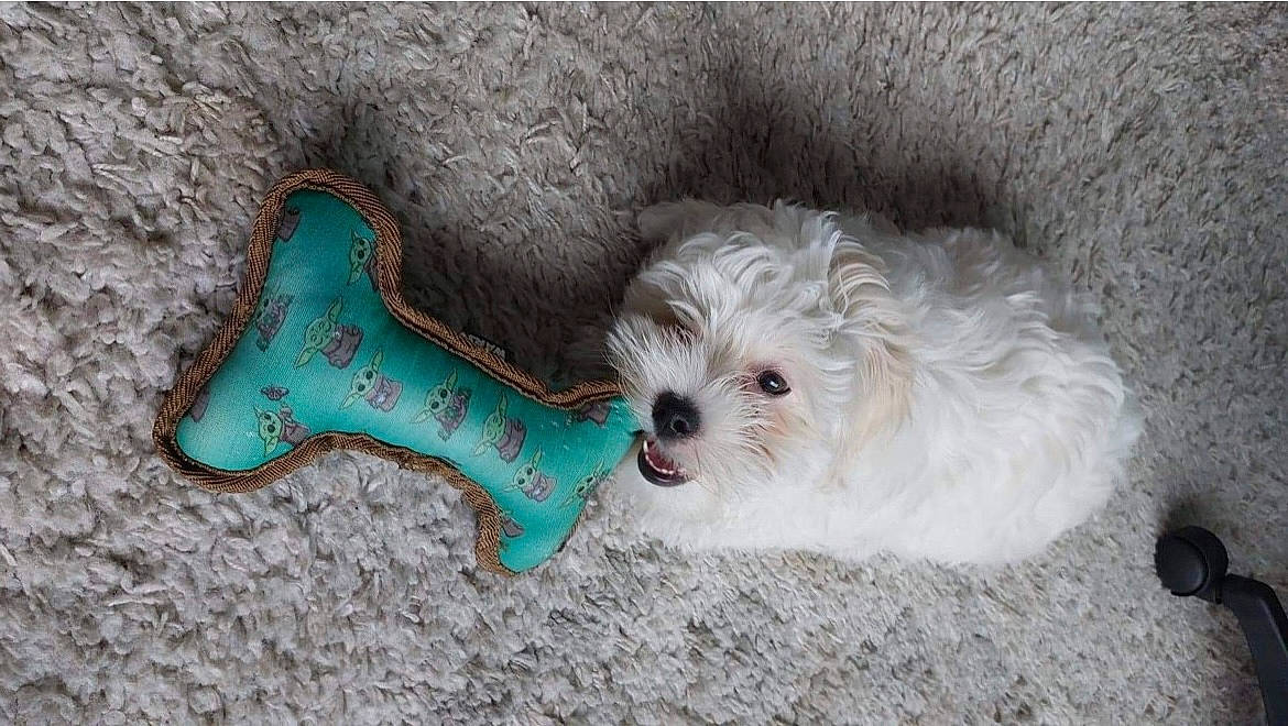 Tatooine a rejoint le concours — aidez-le/la à gagner de superbes lots ! canidae, carnivore, companion_dog, dog, dog_breed, dog_collar, dog_supply, fashion_accessory, font, fur, glasses, mal_shi, paw, shih_tzu, small_terrier, snout, sporting_group, terrier, toy_dog, working_animal