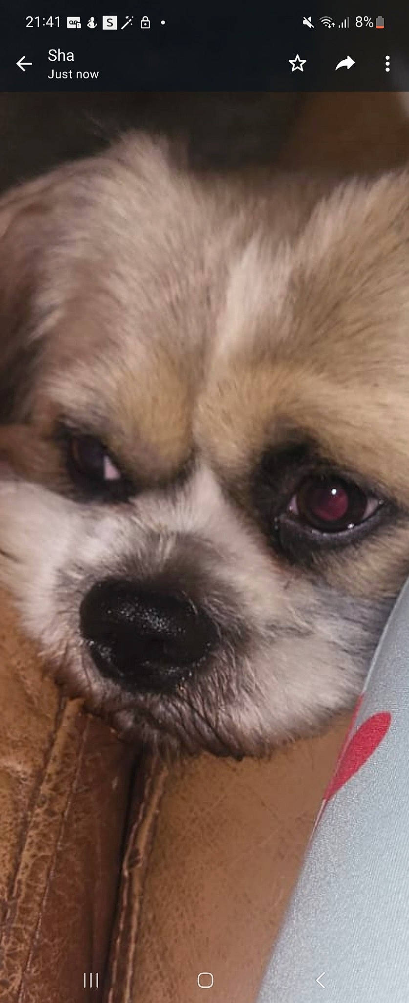 Freddie joined the competition — help win amazing prizes! canidae, carnivore, chihuahua, companion_dog, dog, dog_breed, ear, fawn, fur, liver, non_sporting_group, puppy, shih_tzu, snout, sporting_group, terrestrial_animal, tibetan_spaniel, toy_dog, whiskers, working_animal