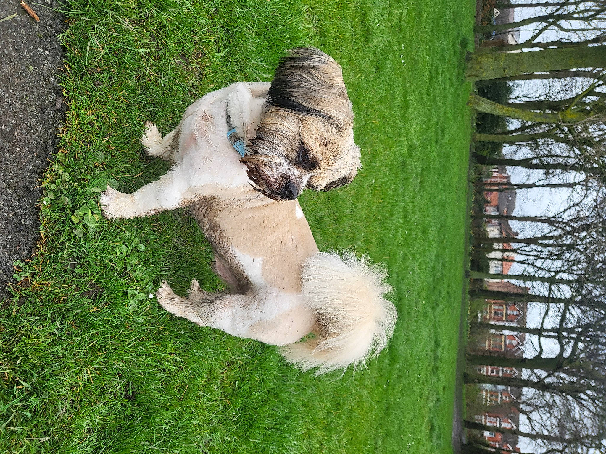 Freddie is registered to the contest to win money with this photo: canidae, carnivore, companion_dog, dog, dog_breed, fawn, felidae, goats, grass, livestock, pasture, plant, sporting_group, stallion, tail, terrier, tree, trunk, wood, working_animal