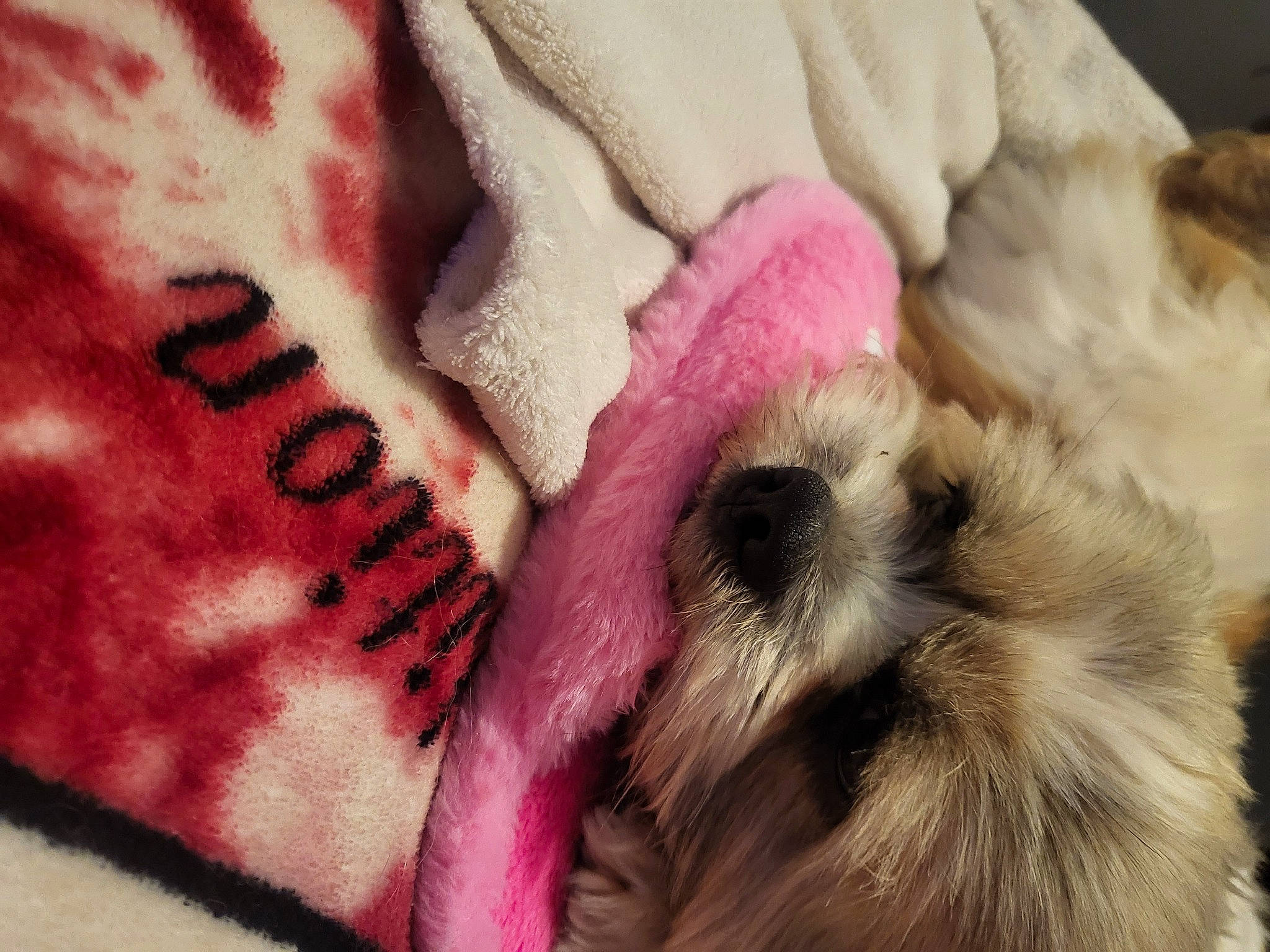 Freddie joined the competition — help win amazing prizes! carmine, carnivore, close_up, companion_dog, dog, dog_breed, eyelash, fawn, flesh, font, fur, fur_clothing, linens, magenta, paw, pink, snout, textile, toy_dog, whiskers