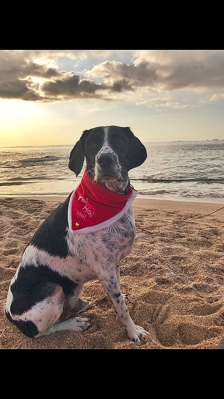 Jagger a rejoint le concours — aidez-le/la à gagner de superbes lots ! beach, canidae, carnivore, cloud, collar, companion_dog, dog, dog_breed, dog_collar, gun_dog, horizon, ocean, old_danish_pointer, pointing_breed, sky, sporting_group, tail, water, wave, wind_wave